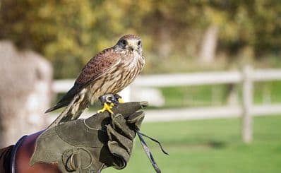Falconcrest Roofvogel Park