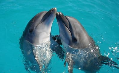 Dolphin Discovery