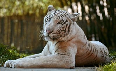 Bali Zoo