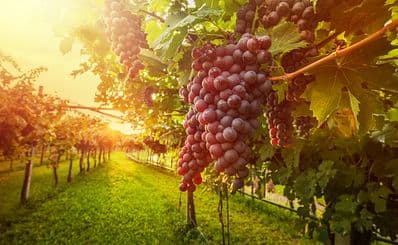 Icicle Ridge Winery