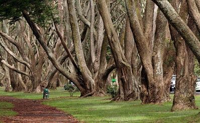 Cornwall Park