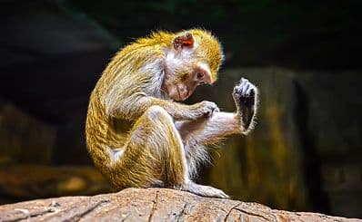 Bushbabies Monkey Sanctuary