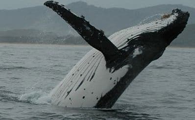 Whale Watching