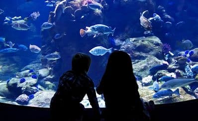 Aqua Vega Aquarium