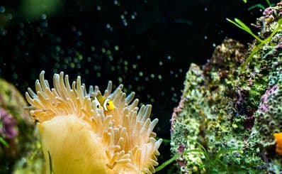 Aquarium Grand Lyon