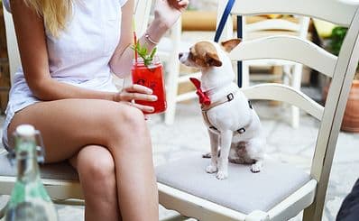 Fido