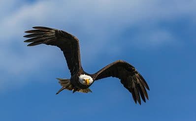 Sardis Raptor Center