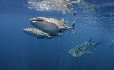 Whale Shark Tour Cancun