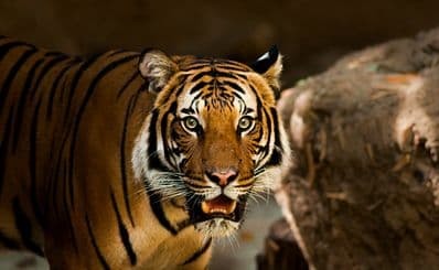 Biblical Zoo & Tisch Zoological Gardens