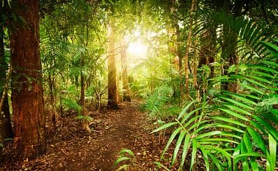 Tamborine Mountain
