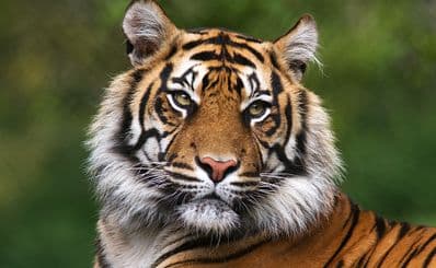 Zoological Garden
