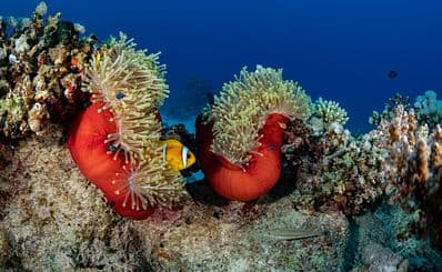 Diving
