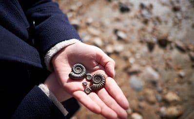 Fossil Hunting at Paleo Site
