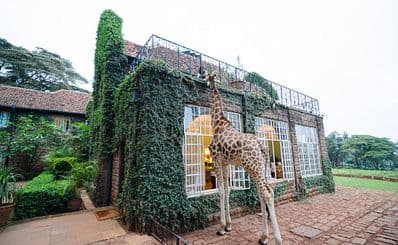 Giraffe Centre