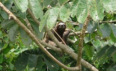 Panama Rainforest Discovery Center