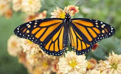 Butterfly House (Casa delle Farfalle)