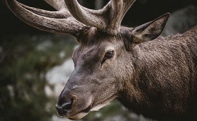 National Elk Refuge