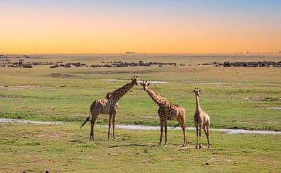 Chobe National Park (Botswana)