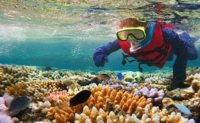 Snorkeling & Scuba Diving