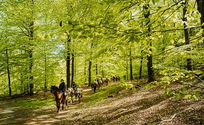 Horse Riding