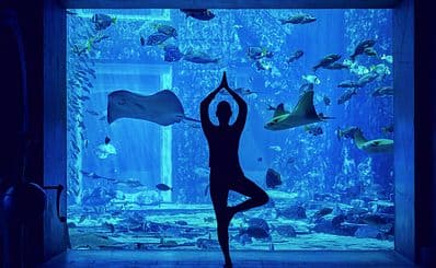 The Lost Chambers Aquarium