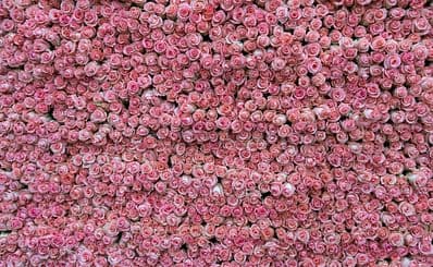 Dounan Flower Market