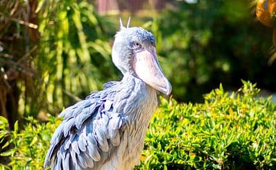 Ueno Zoo