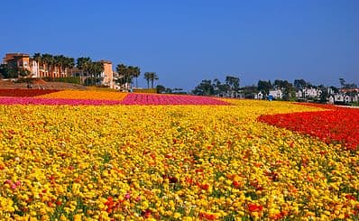 The Flower Fields