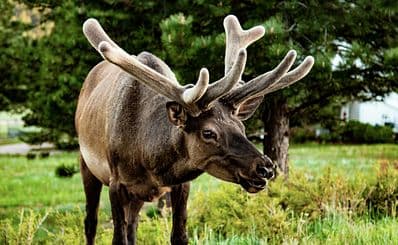 Wildlife Watching