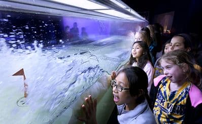 Museum of Science & Industry