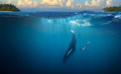 Whale Watching