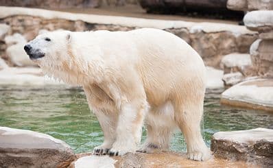 Saint Louis Zoo