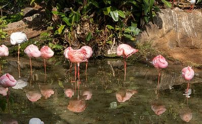 Disney's Animal Kingdom