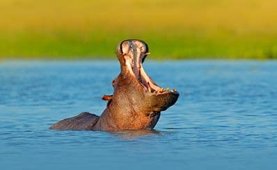 Lake Naivasha