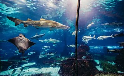 L’Aquàrium de Barcelona