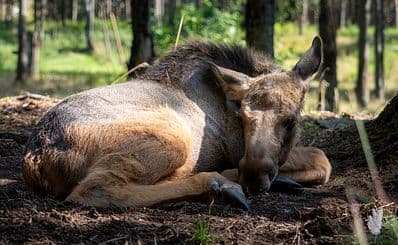 Virum Moose Park