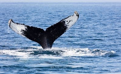 Outer Island Expeditions