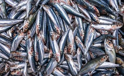 Central Fish Market