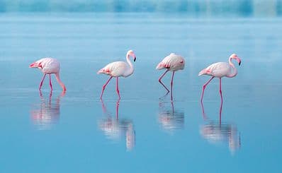 Larnaca zoutmeer