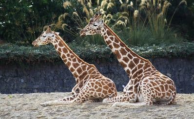Dublin Zoo