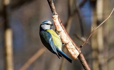 Birding