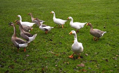 Sandall Park