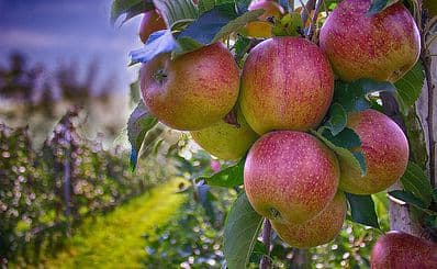 Westons Cider