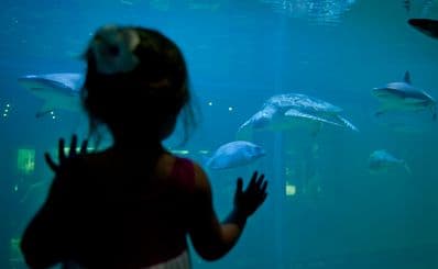 South Carolina Aquarium