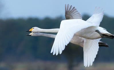 Inch Wildfowl Reserve