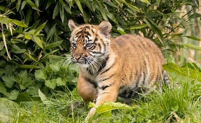 Chester Zoo