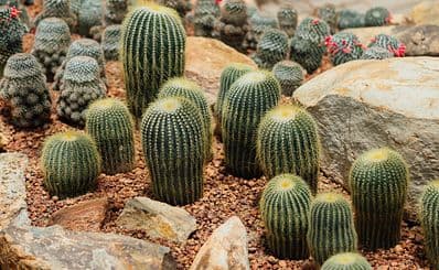 Desert Botanical Garden
