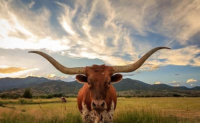 Rockhampton Bull Statues