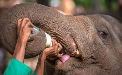 David Sheldrick Wildlife Trust