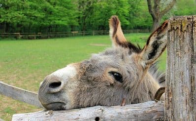 Donkey Sanctuary